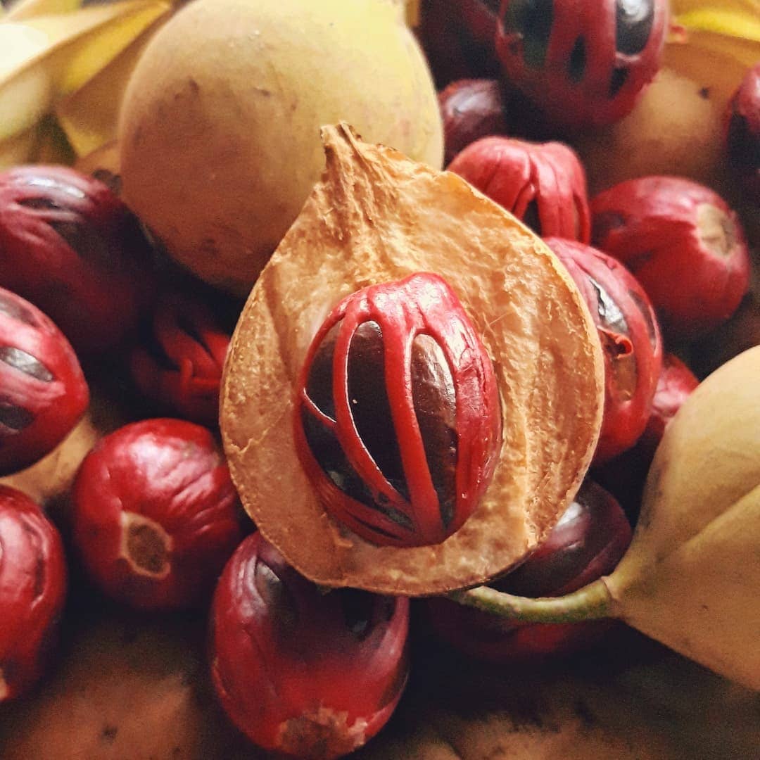 Nutmeg oil Myristica Fragrans Kernel Oil INCI Guide